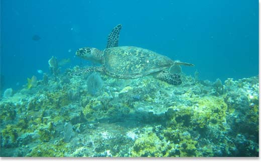 Turtle